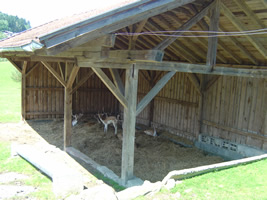 tiere_auf_dem_bauernhof