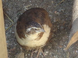 Tiere_auf_dem_bauernhof_in_bayern